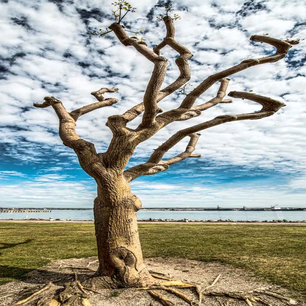 A bare, twisted tree stands by a serene lake, under a cloudy blue sky, with a grassy area surrounding its roots